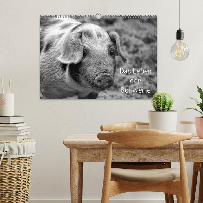 The life of pigs (CALVENDO wall calendar 2024) 