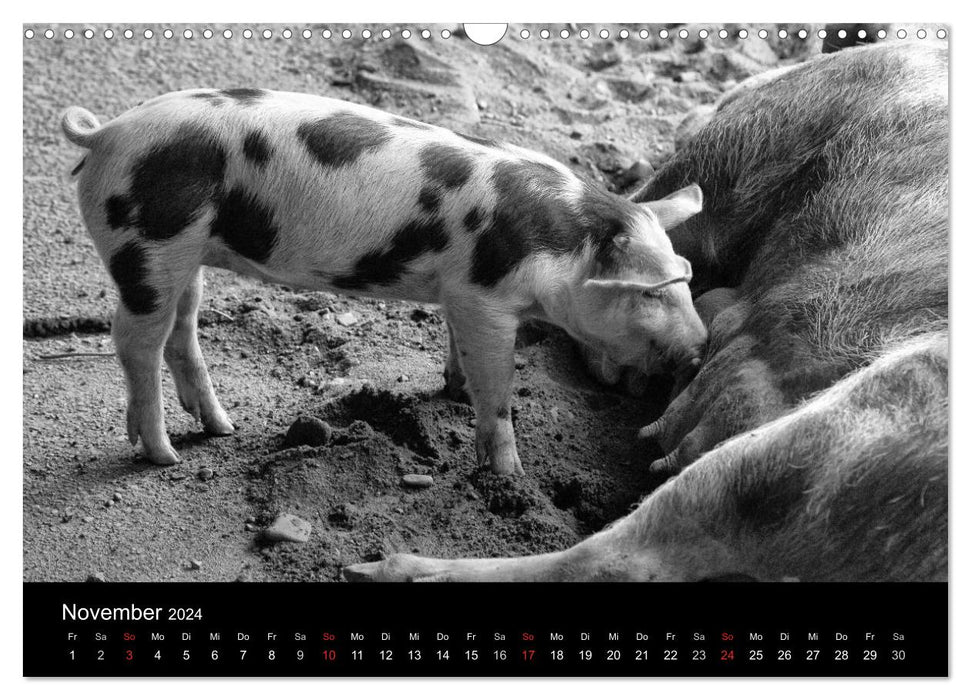 The life of pigs (CALVENDO wall calendar 2024) 