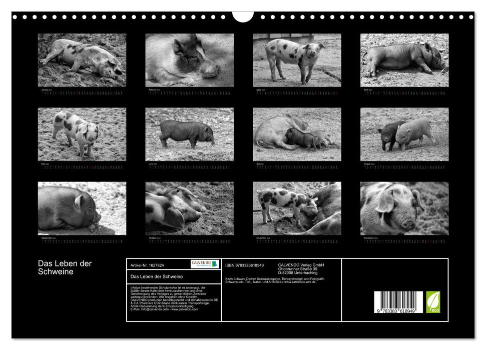 The life of pigs (CALVENDO wall calendar 2024) 