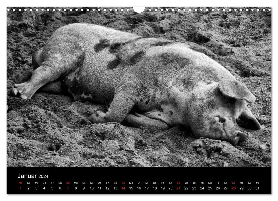 The life of pigs (CALVENDO wall calendar 2024) 