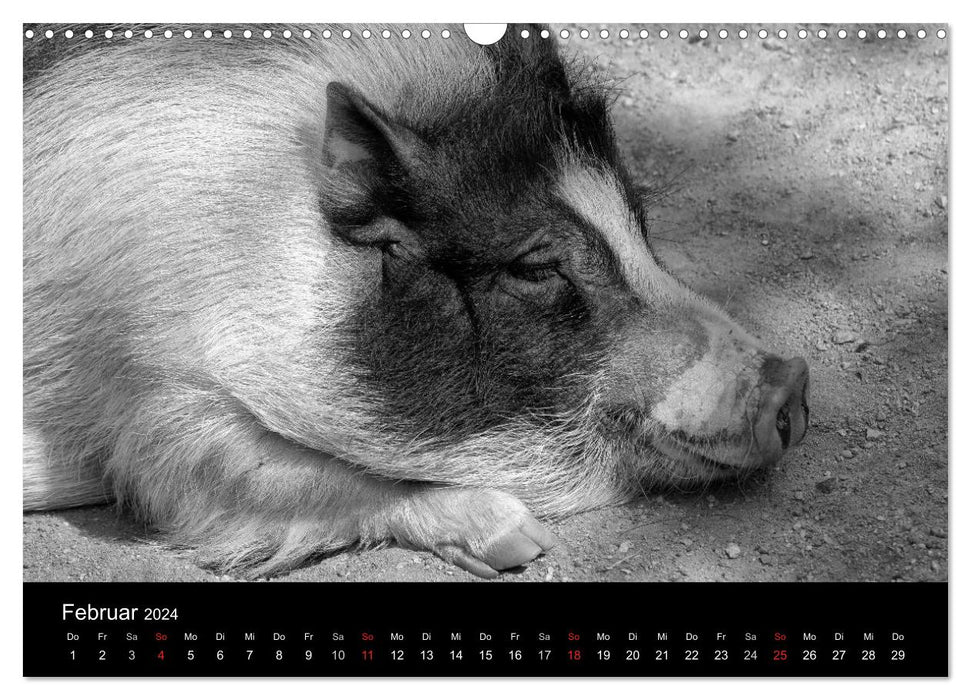 Das Leben der Schweine (CALVENDO Wandkalender 2024)