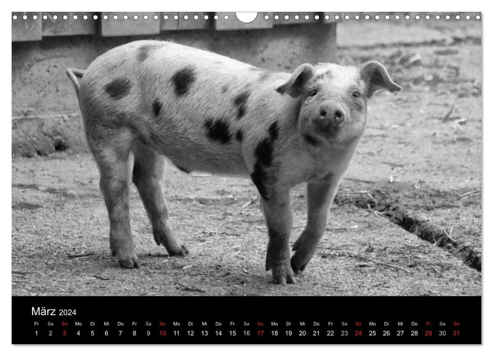 Das Leben der Schweine (CALVENDO Wandkalender 2024)