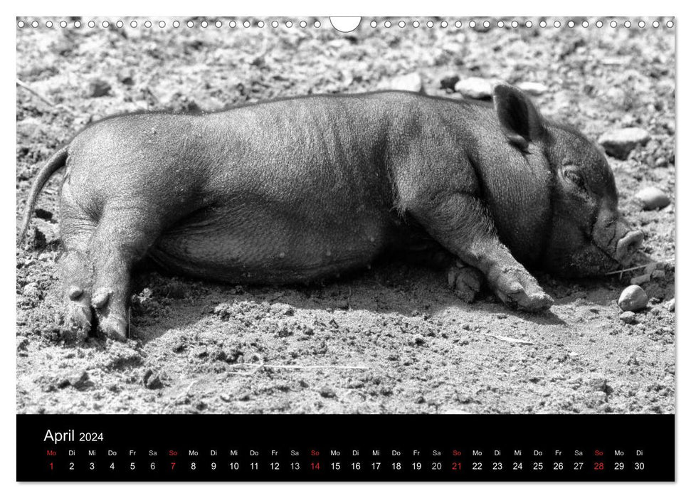 Das Leben der Schweine (CALVENDO Wandkalender 2024)