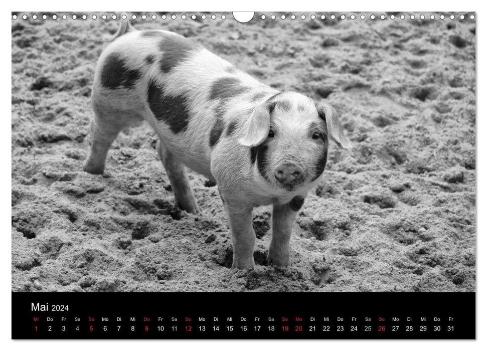 The life of pigs (CALVENDO wall calendar 2024) 