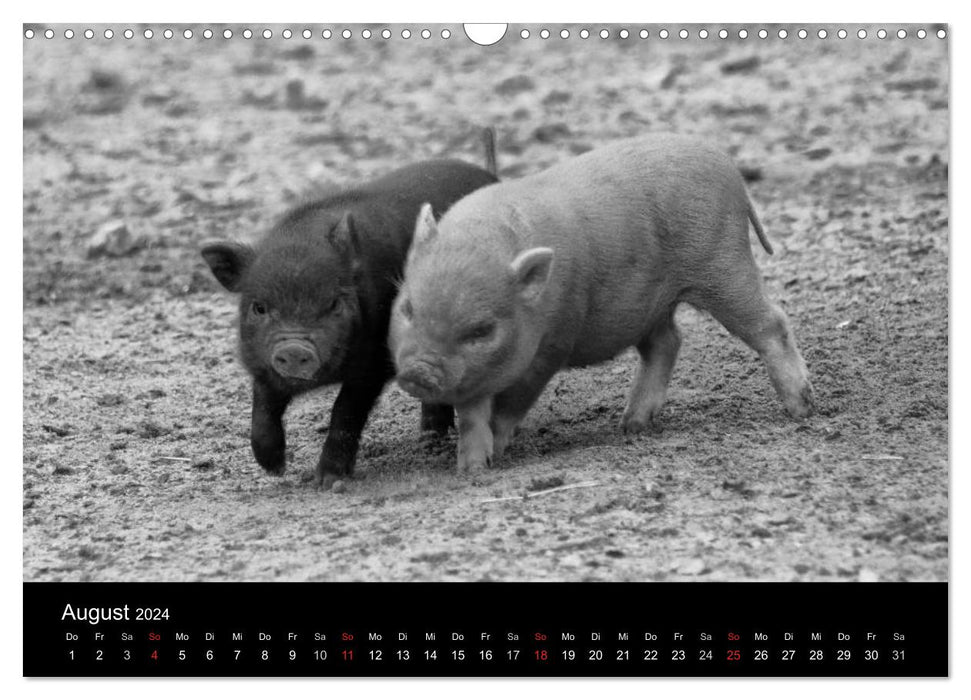 The life of pigs (CALVENDO wall calendar 2024) 