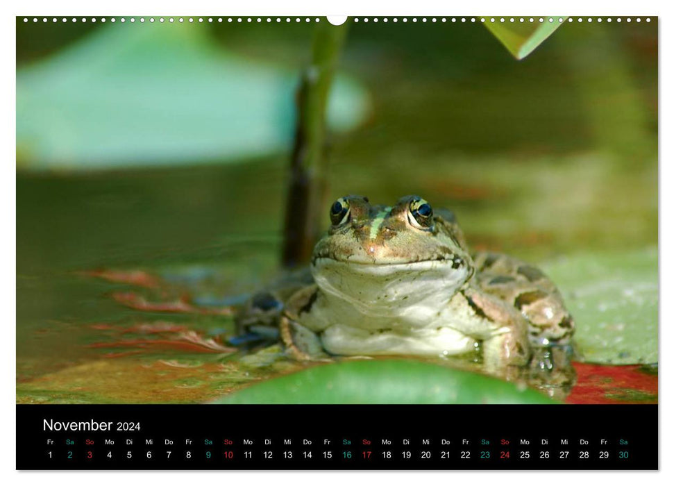 FROSCHBUCH (CALVENDO Wandkalender 2024)