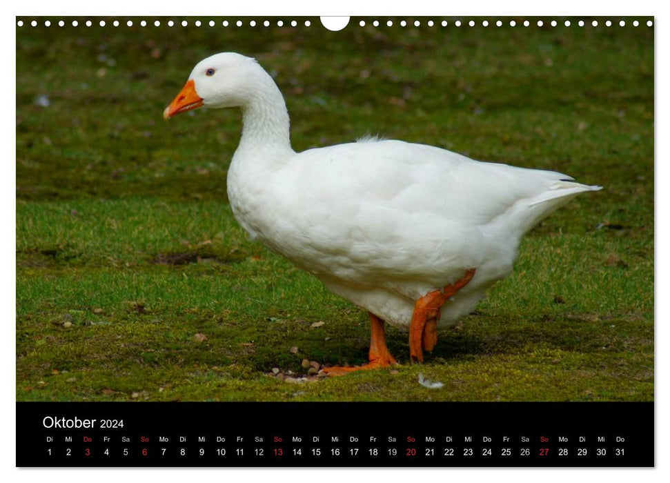 Das Leben der Gänse (CALVENDO Wandkalender 2024)