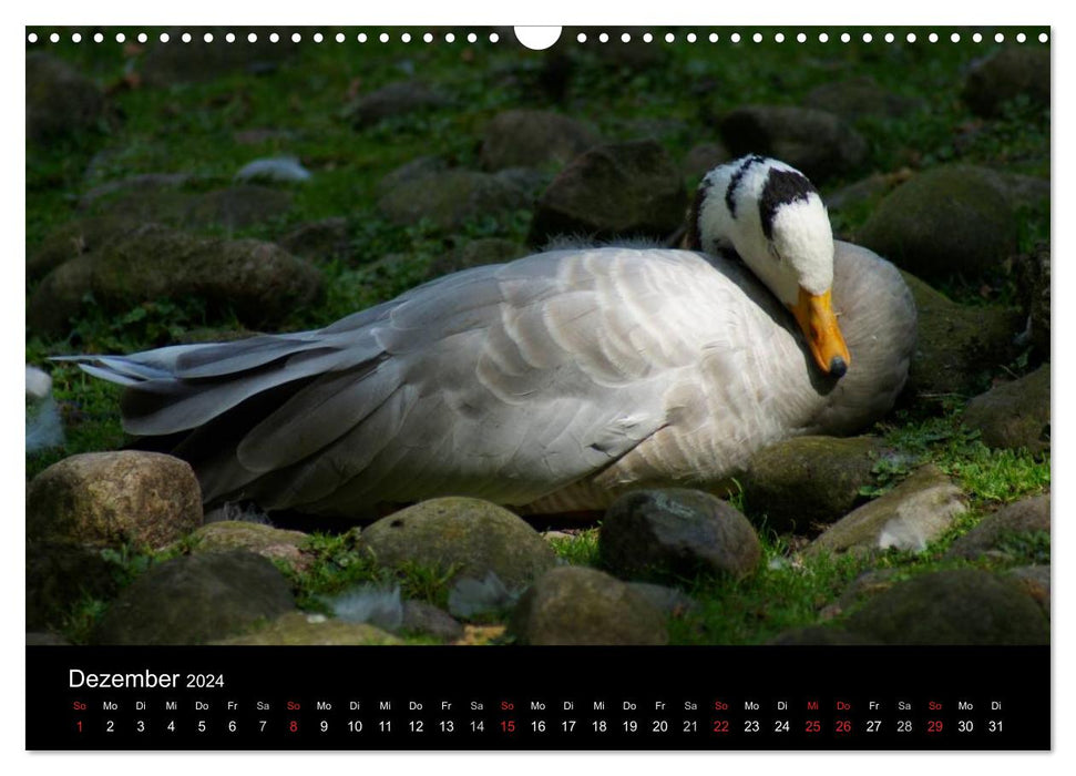 Das Leben der Gänse (CALVENDO Wandkalender 2024)