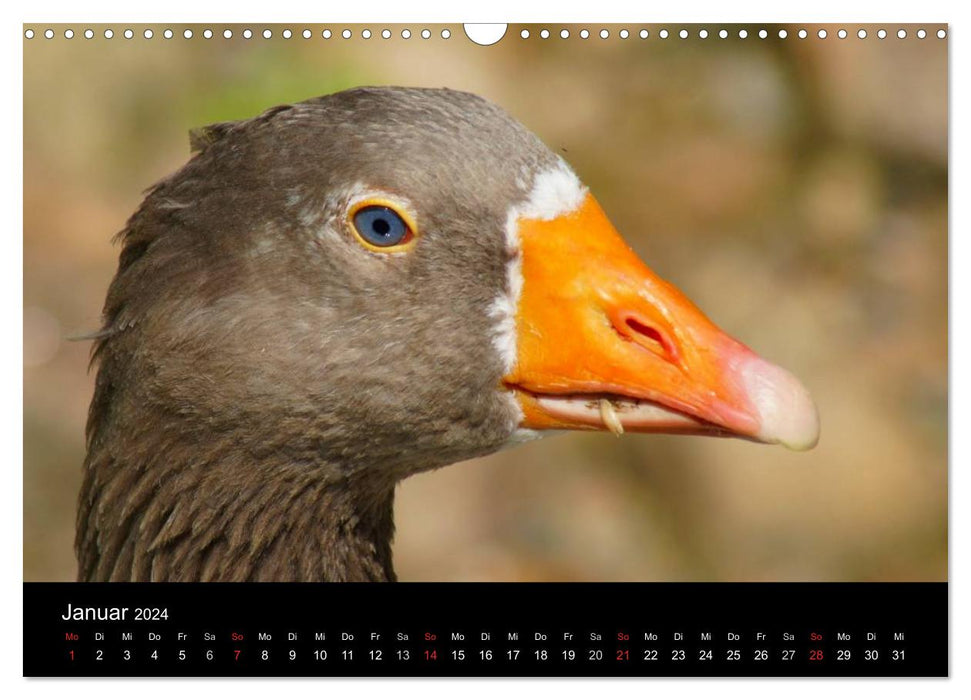 Das Leben der Gänse (CALVENDO Wandkalender 2024)