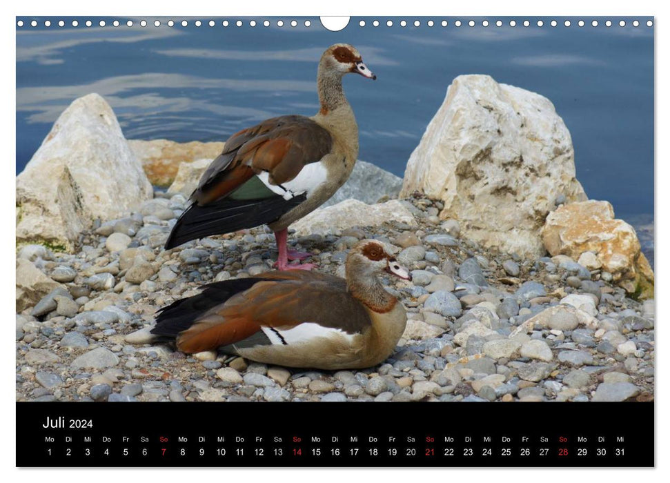 The life of the geese (CALVENDO wall calendar 2024) 