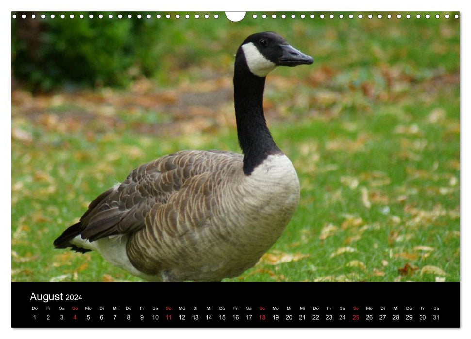 The life of the geese (CALVENDO wall calendar 2024) 