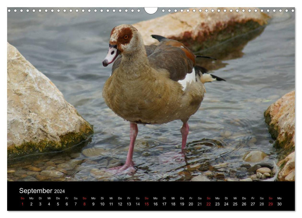 Das Leben der Gänse (CALVENDO Wandkalender 2024)