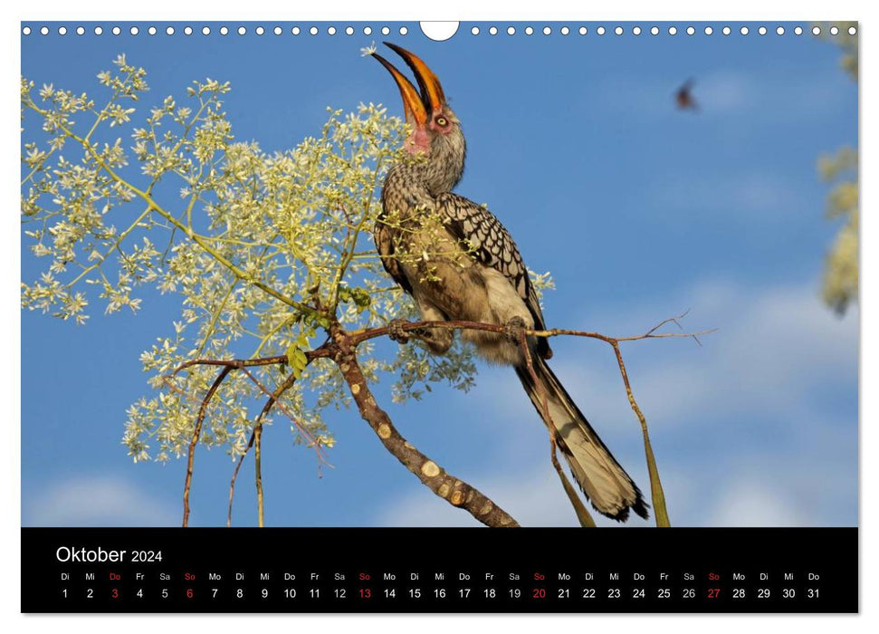 Eindrücke aus Namibia (CALVENDO Wandkalender 2024)