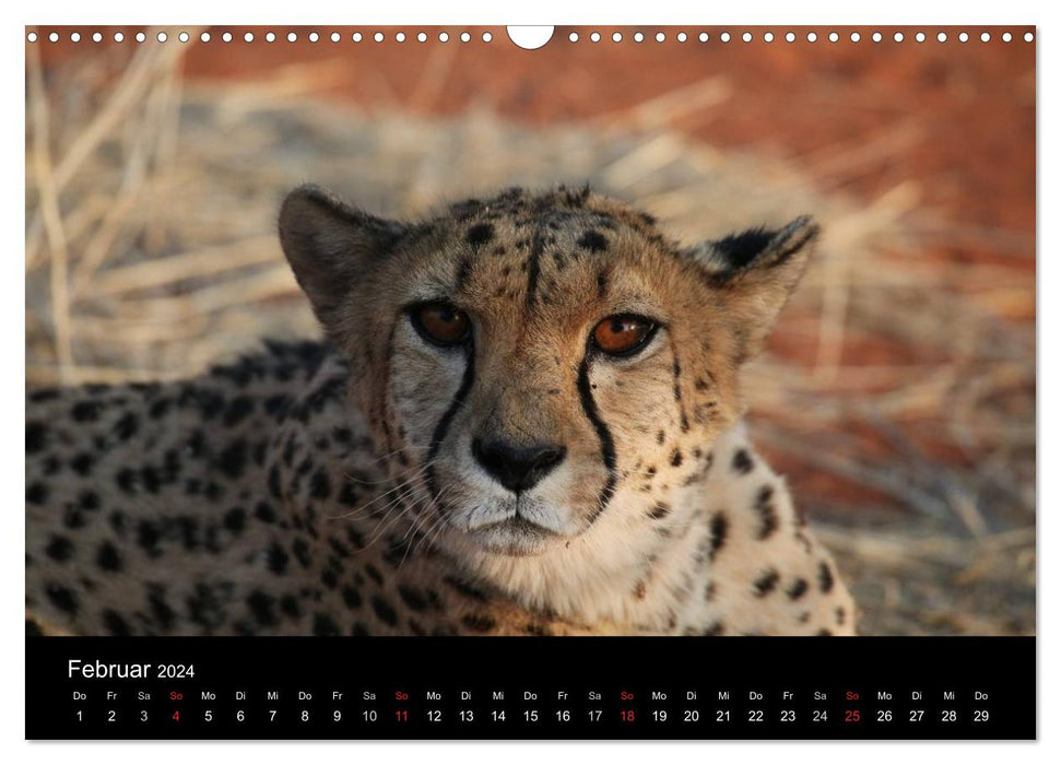 Eindrücke aus Namibia (CALVENDO Wandkalender 2024)