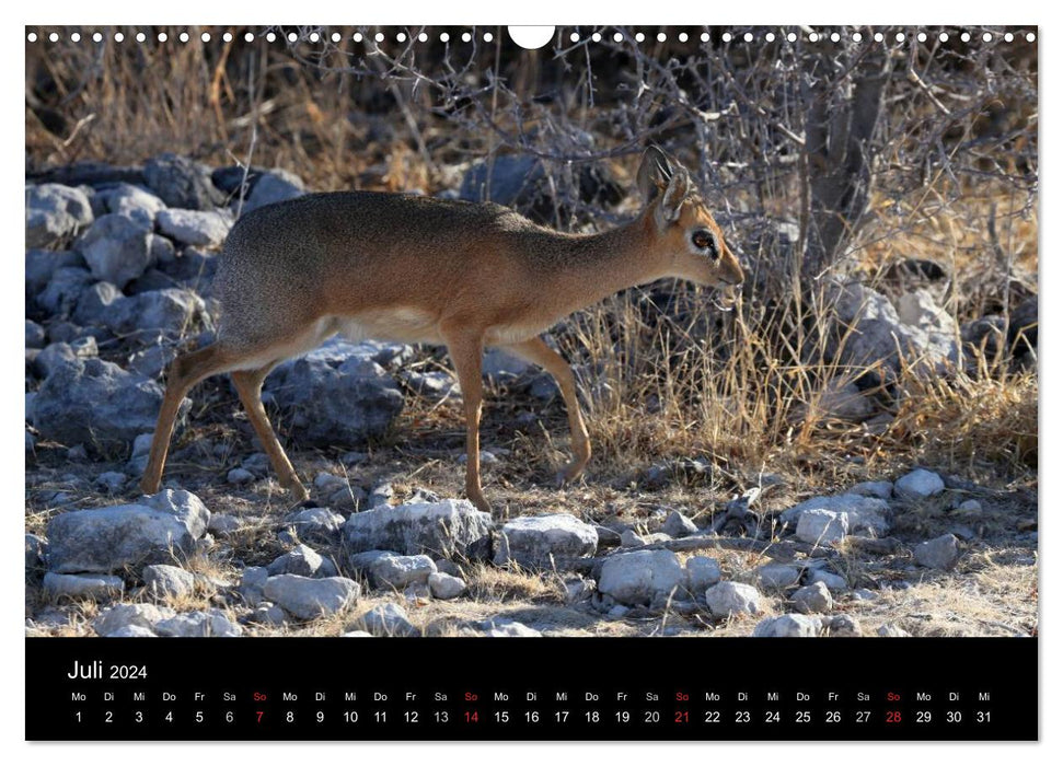 Eindrücke aus Namibia (CALVENDO Wandkalender 2024)