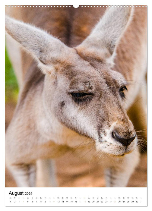 Australian animals (CALVENDO Premium wall calendar 2024) 