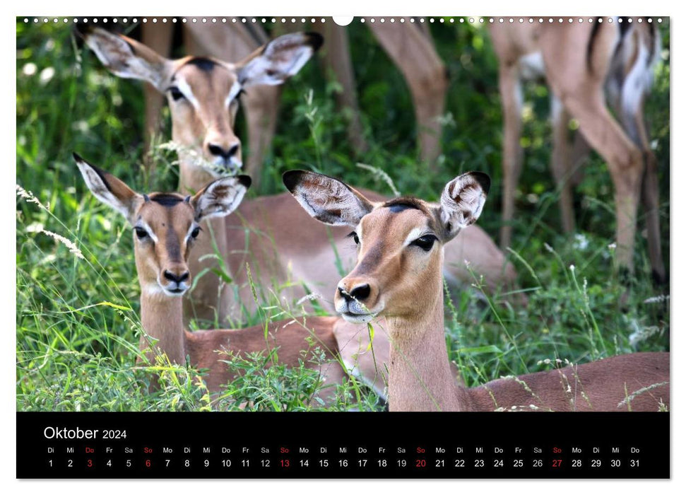 Tiere aus Südafrika (CALVENDO Premium Wandkalender 2024)