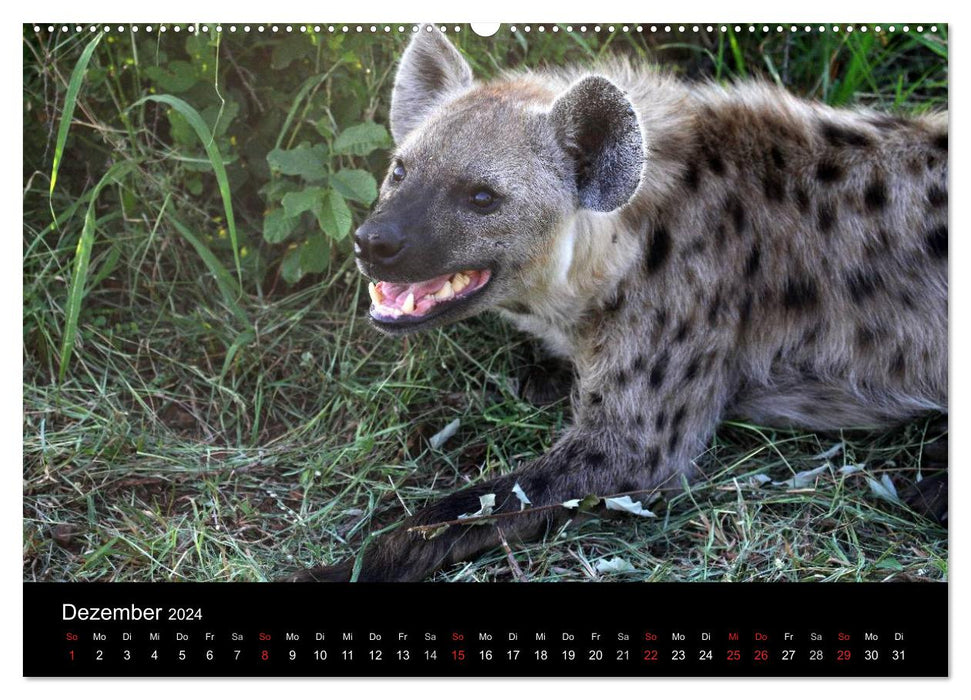 Tiere aus Südafrika (CALVENDO Premium Wandkalender 2024)