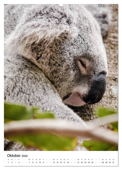 australian animals (CALVENDO Wandkalender 2024)