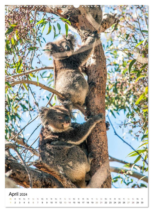 australian animals (CALVENDO Wandkalender 2024)