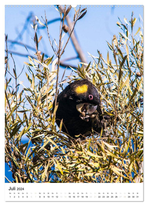 Australian animals (CALVENDO wall calendar 2024) 