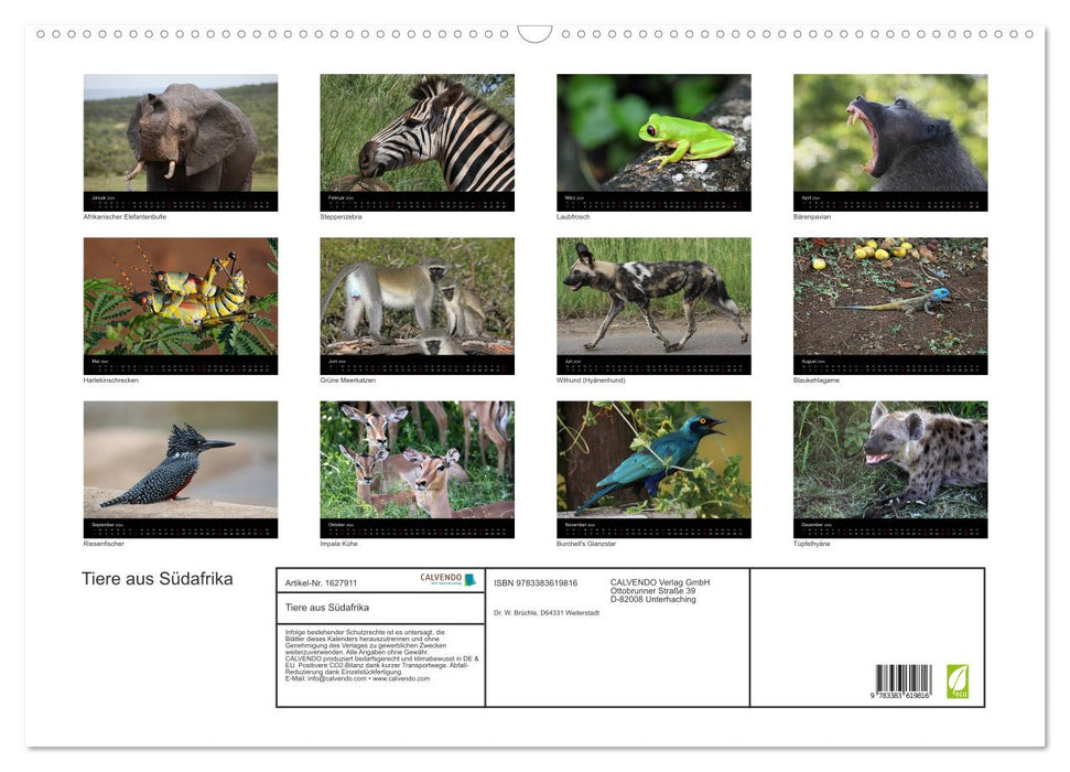 Animals from South Africa (CALVENDO wall calendar 2024) 