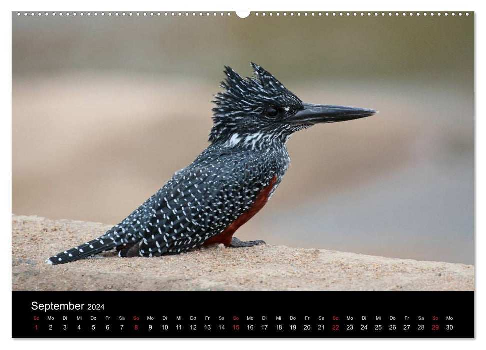 Animals from South Africa (CALVENDO wall calendar 2024) 