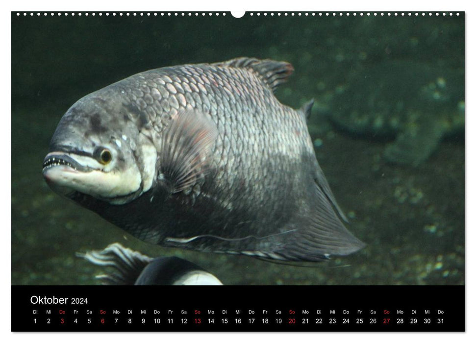 Unterwasserwelt (CALVENDO Premium Wandkalender 2024)