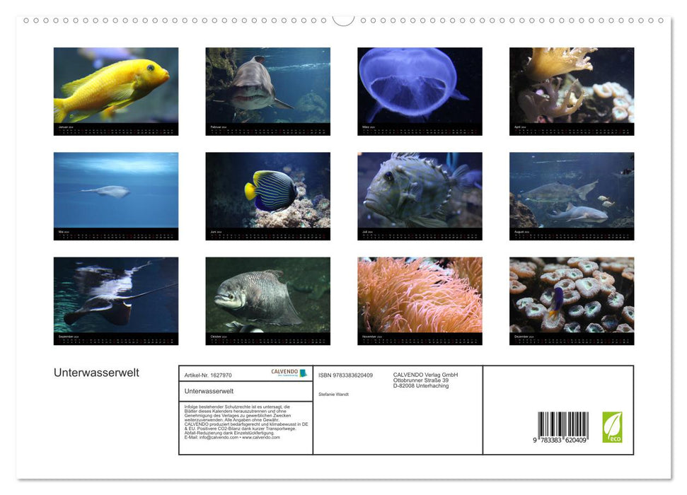 Underwater world (CALVENDO Premium wall calendar 2024) 