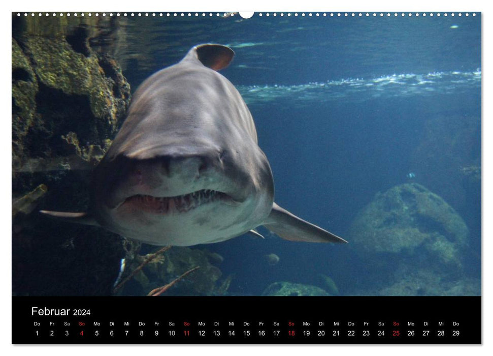 Underwater world (CALVENDO Premium wall calendar 2024) 