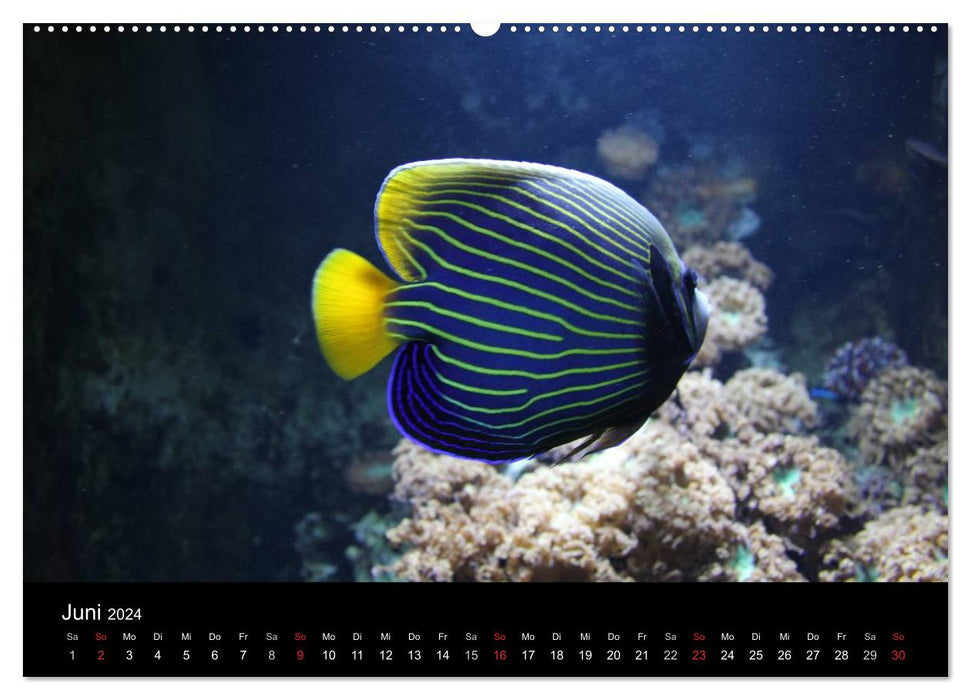 Underwater world (CALVENDO Premium wall calendar 2024) 