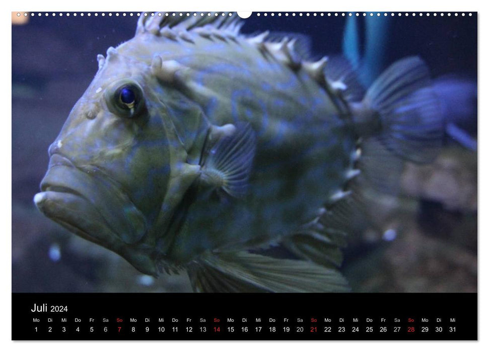 Underwater world (CALVENDO Premium wall calendar 2024) 