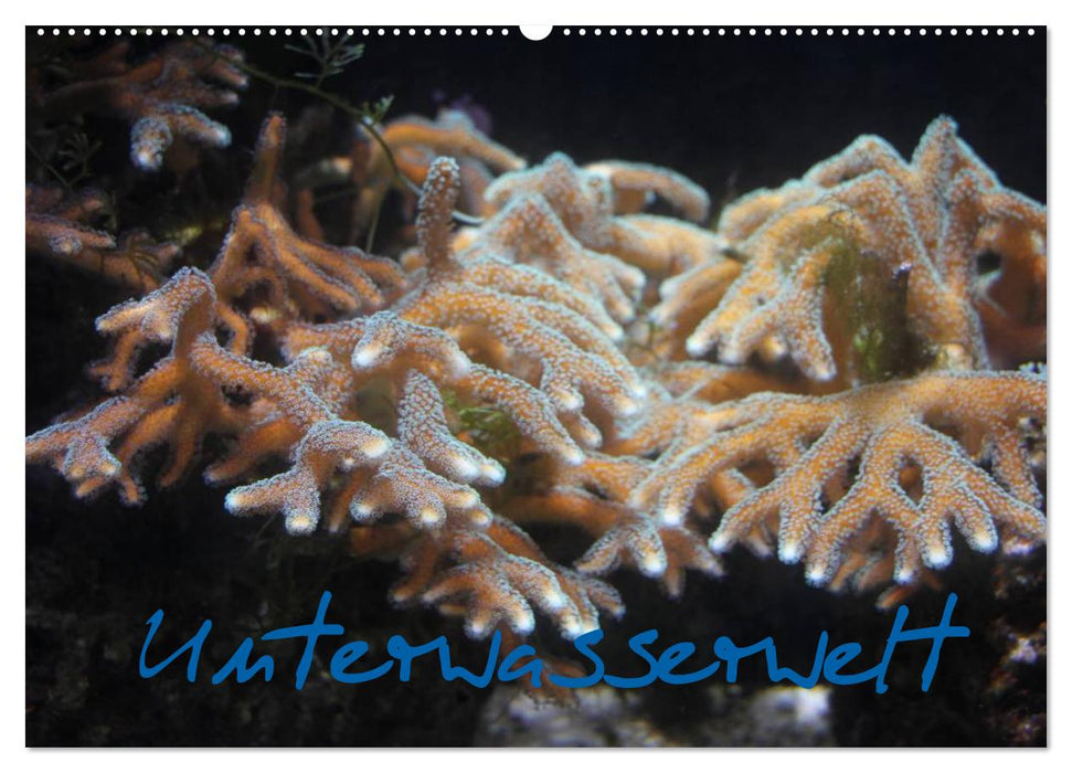 Underwater world (CALVENDO wall calendar 2024) 