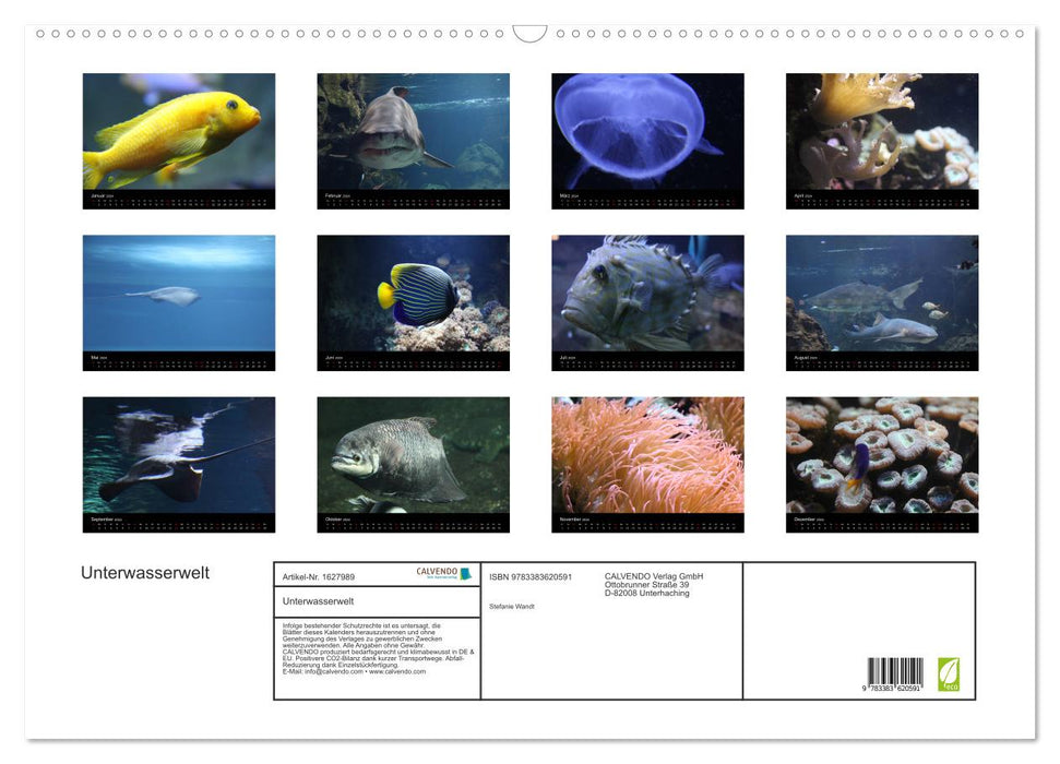 Underwater world (CALVENDO wall calendar 2024) 