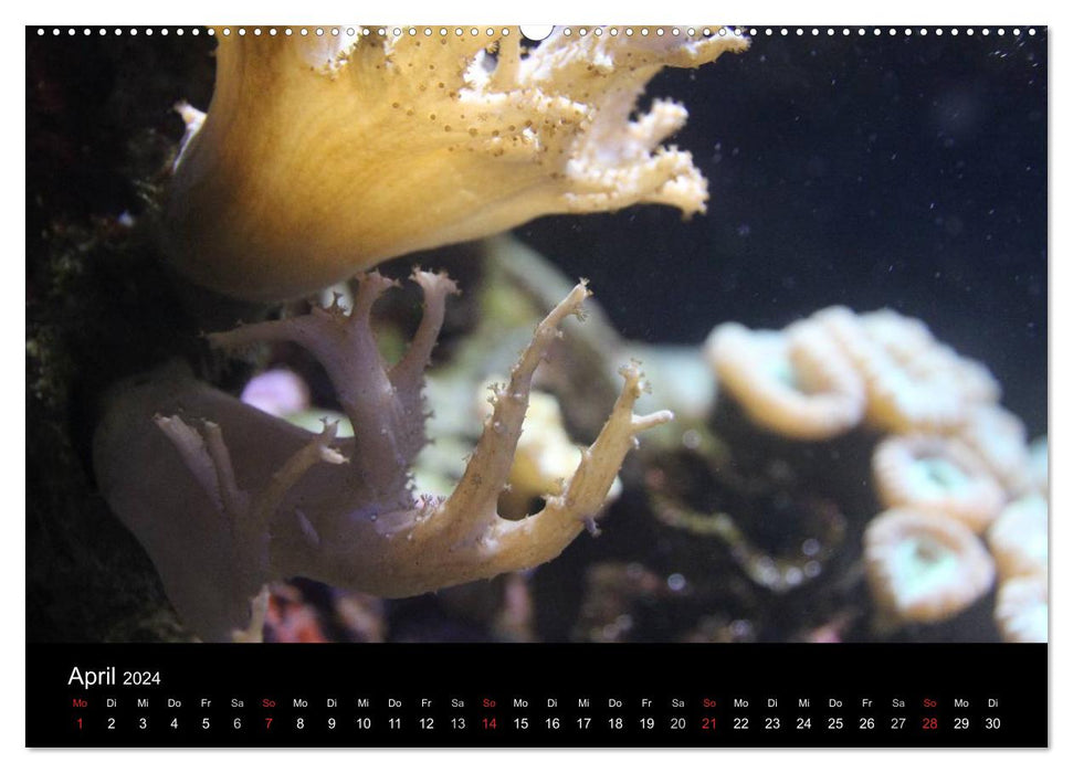 Unterwasserwelt (CALVENDO Wandkalender 2024)