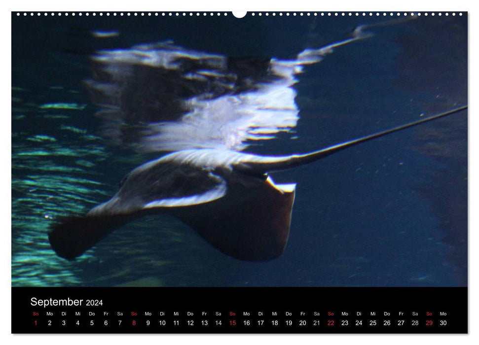 Underwater world (CALVENDO wall calendar 2024) 