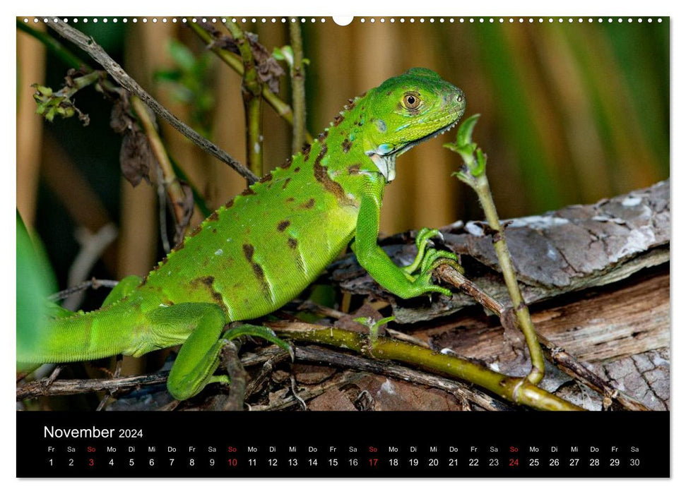 Reptilien Costa Rica (CALVENDO Wandkalender 2024)