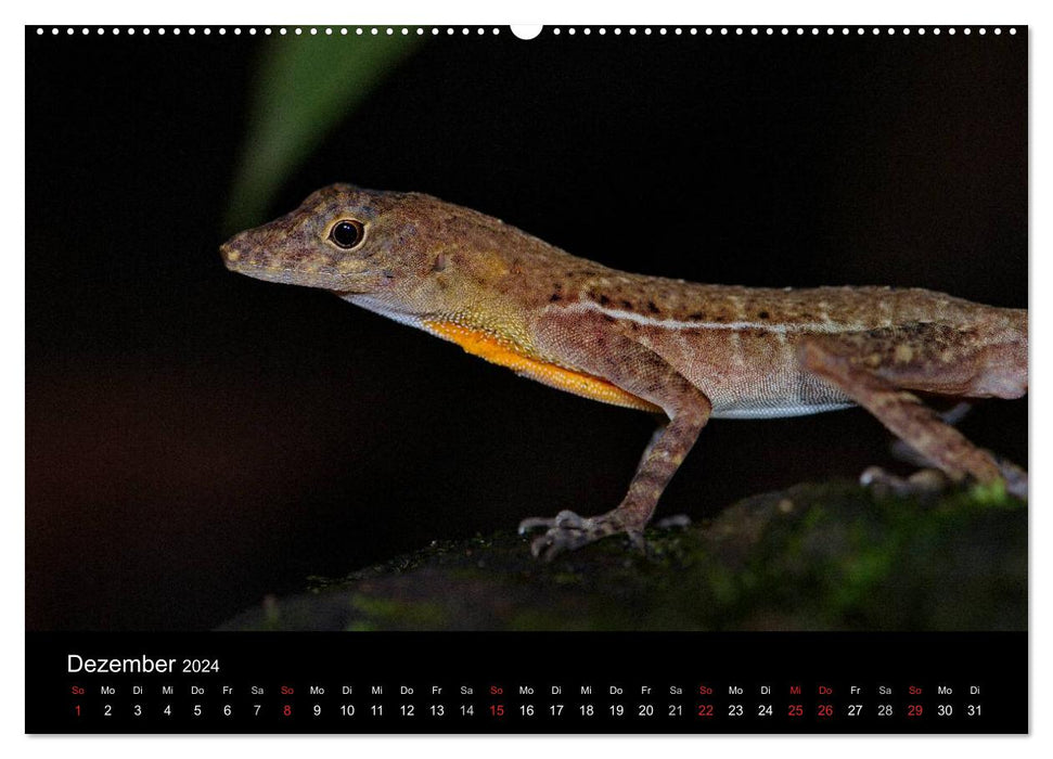 Reptilien Costa Rica (CALVENDO Wandkalender 2024)