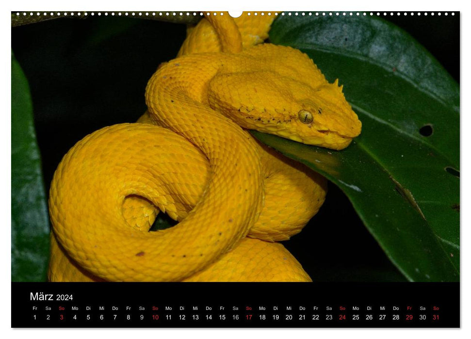 Reptilien Costa Rica (CALVENDO Wandkalender 2024)