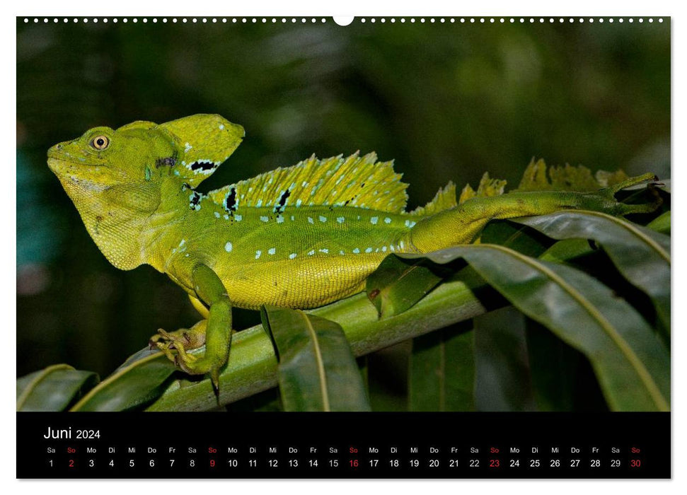 Reptilien Costa Rica (CALVENDO Wandkalender 2024)