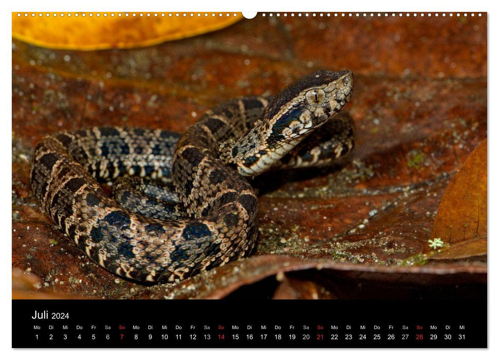 Reptilien Costa Rica (CALVENDO Wandkalender 2024)