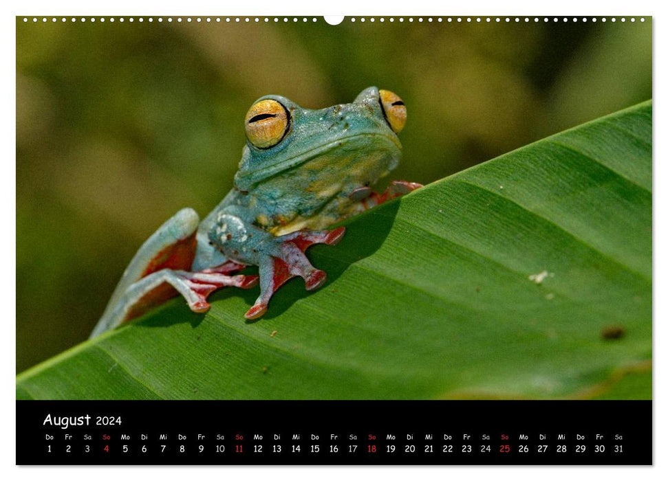 Frösche & Kröten Costa Rica (CALVENDO Premium Wandkalender 2024)