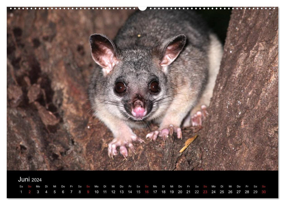 L'Australie au milieu (Calvendo Premium Wall Calendar 2024) 