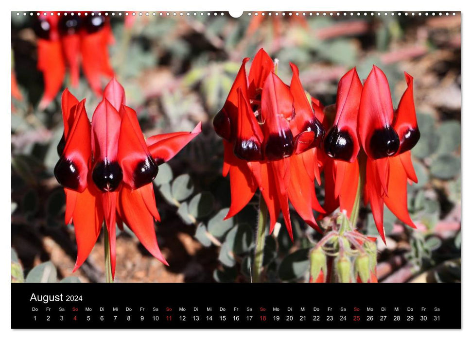 Australien durch die Mitte (CALVENDO Premium Wandkalender 2024)