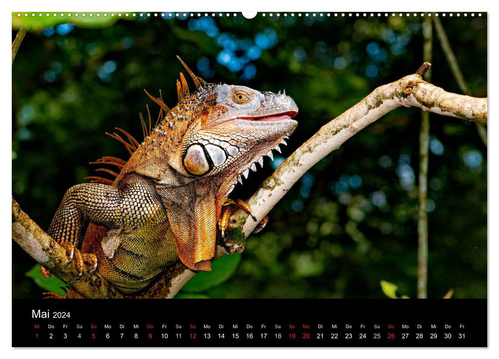 Reptilien Costa Rica (CALVENDO Premium Wandkalender 2024)