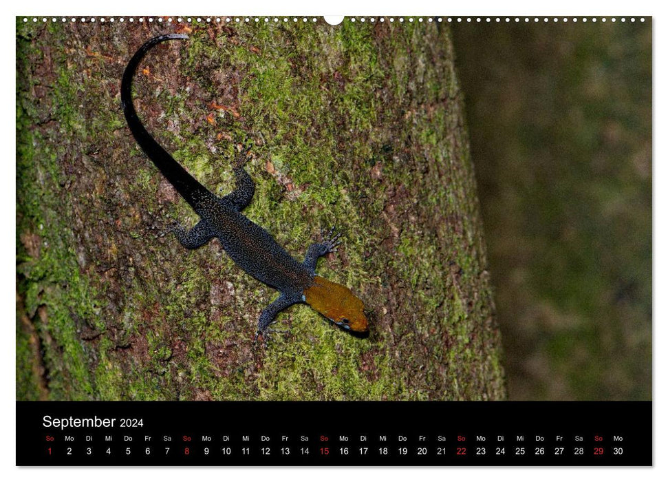 Reptilien Costa Rica (CALVENDO Premium Wandkalender 2024)