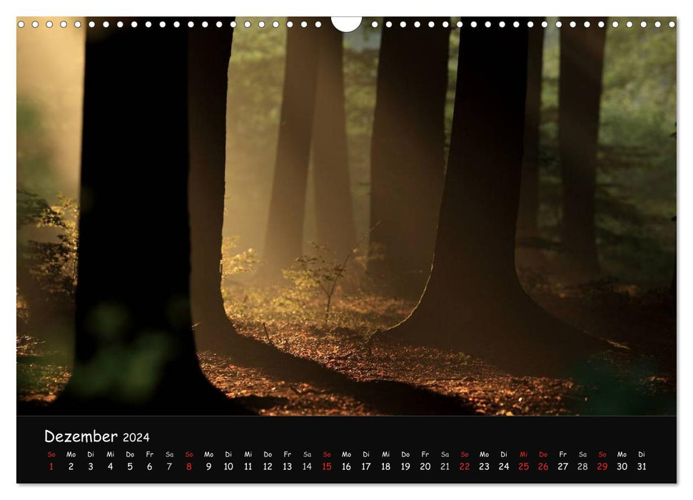 Lichter im Wald (CALVENDO Wandkalender 2024)