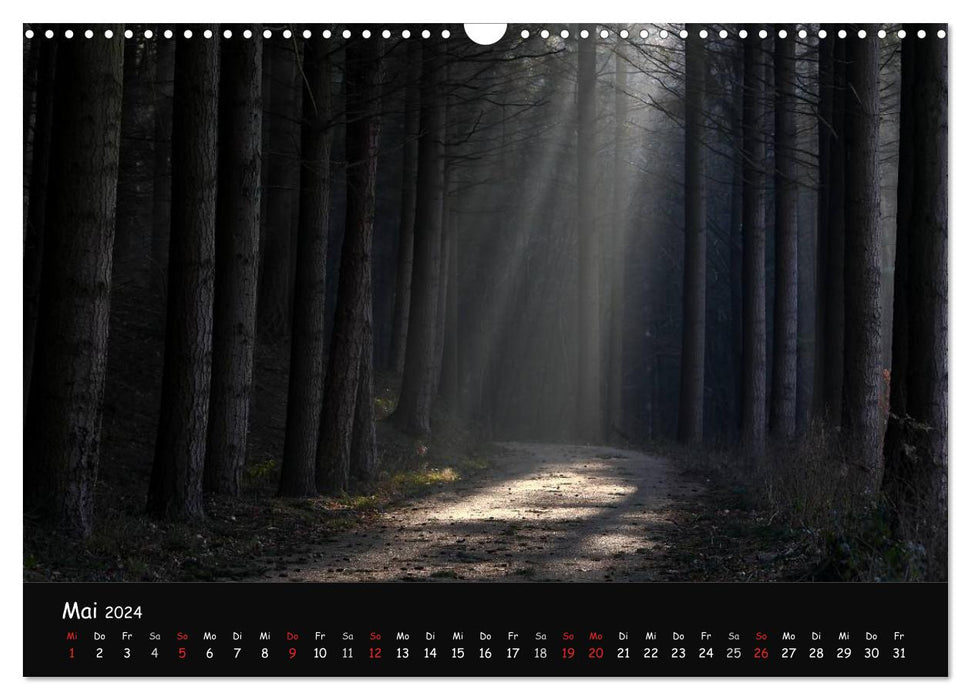 Lichter im Wald (CALVENDO Wandkalender 2024)