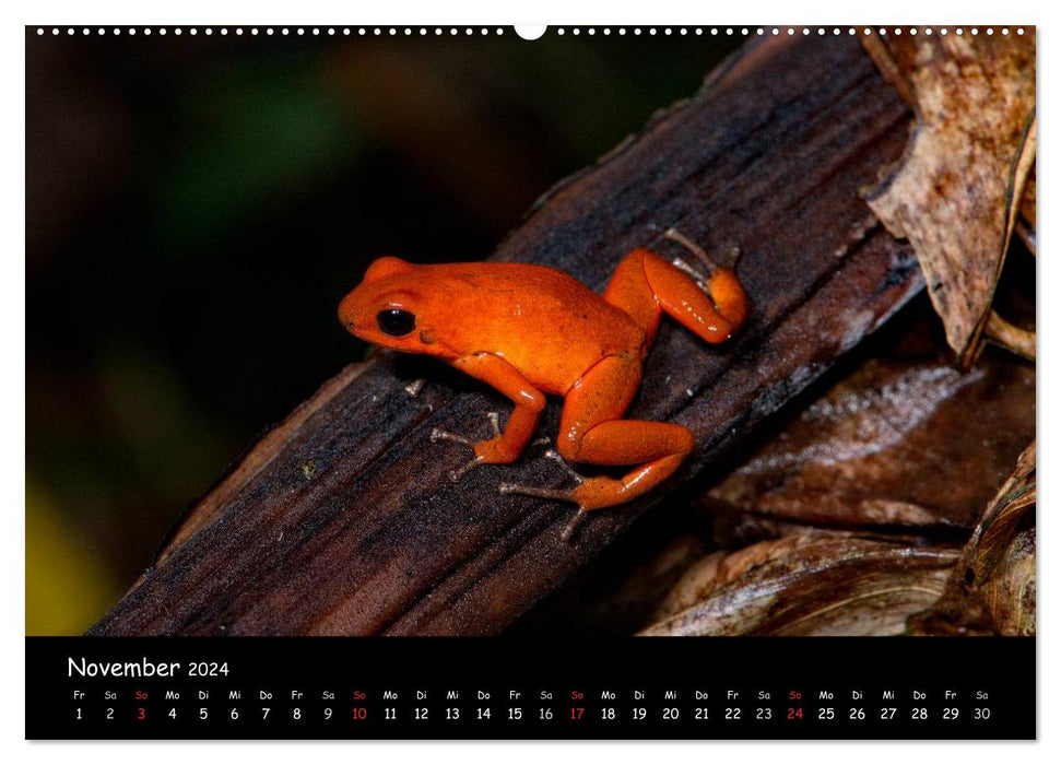 Frösche & Kröten Costa Rica (CALVENDO Wandkalender 2024)