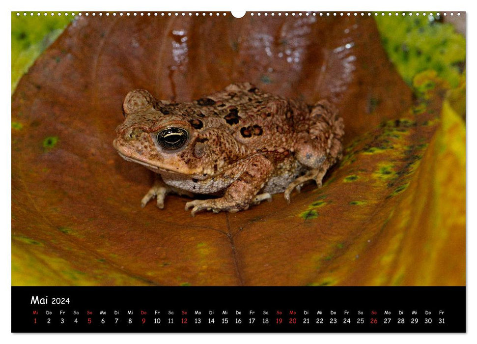 Frösche & Kröten Costa Rica (CALVENDO Wandkalender 2024)